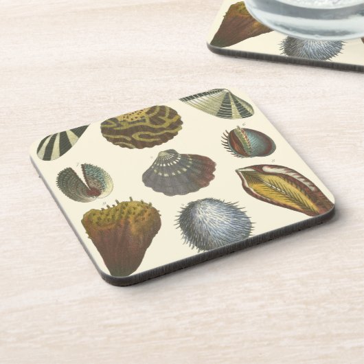 Dessous-de-verre Collection Conchology (Côté gauche)