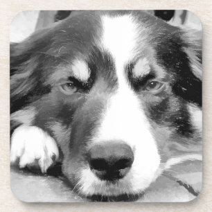 DESSOUS-DE-VERRE COLLIE FRONTALIÈRE