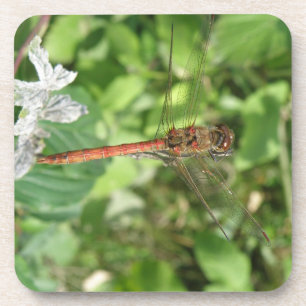 Dessous-de-verre Common Darter Dragonfly Cork Coasters