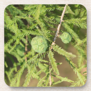 Dessous-de-verre Cône de semences Bald Cypress