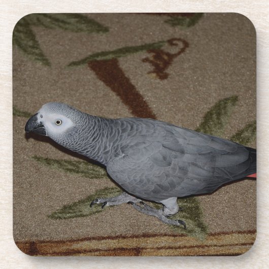 Dessous-de-verre Congo African Grey Parrot on Floor (Devant)