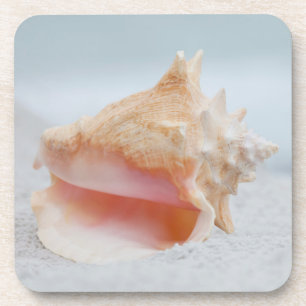 Dessous-de-verre Conque Shell