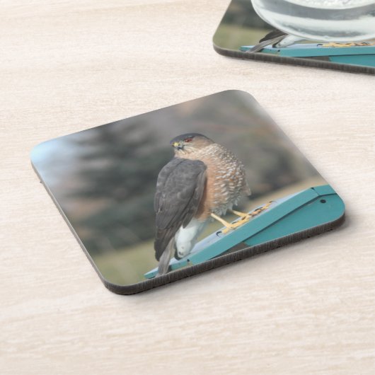 Dessous-de-verre Coopers Hawk (Côté gauche)