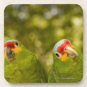 Dessous-de-verre Copan, Honduras