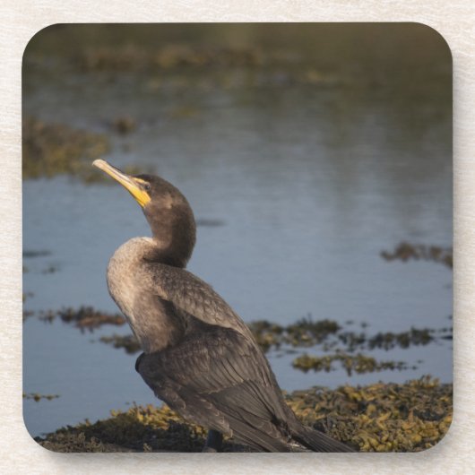Dessous-de-verre Cormorant à double poitrine (Devant)
