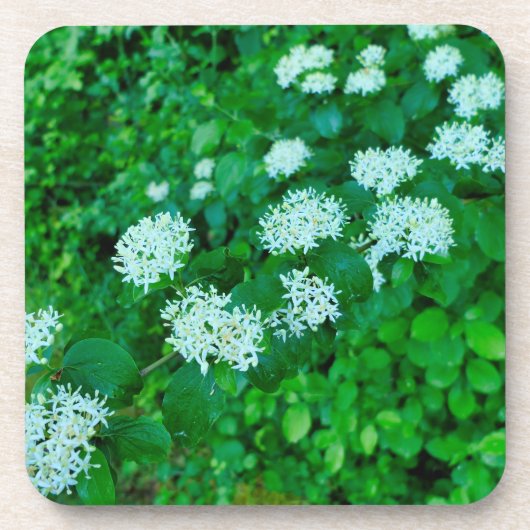Dessous-de-verre Cornus sanguinea (Devant)