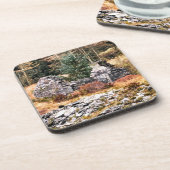 DESSOUS-DE-VERRE COTTATES BIENNES (Côté gauche)