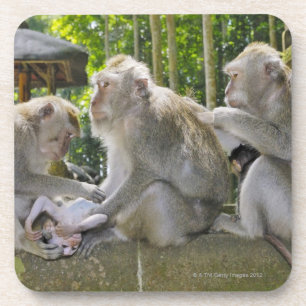 Dessous-de-verre Crabe-mangeant le Macaque, fasciularis de Macaca,