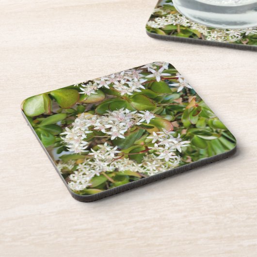 Dessous-de-verre Crassula ovata (Côté gauche)