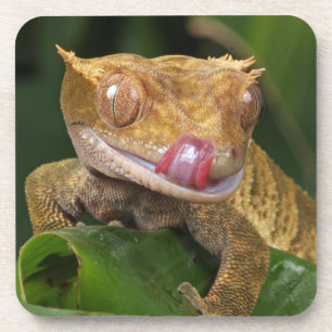 Dessous-de-verre Crested Gecko