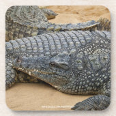 Dessous-de-verre Crocodile (Devant)