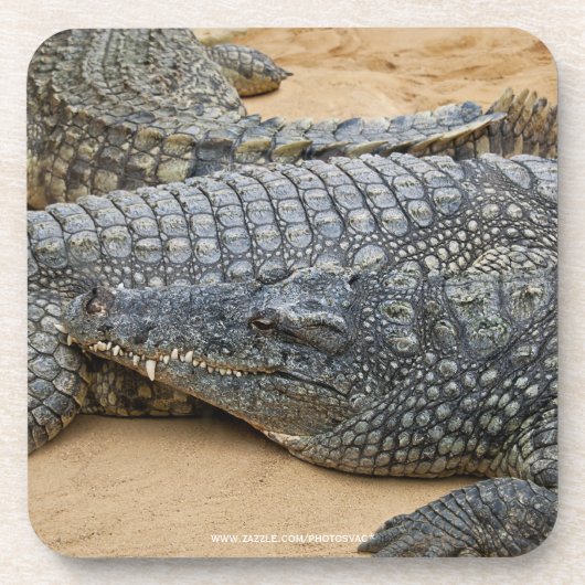 Dessous-de-verre Crocodile (Devant)