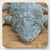 Dessous-de-verre Crocodile (Devant)