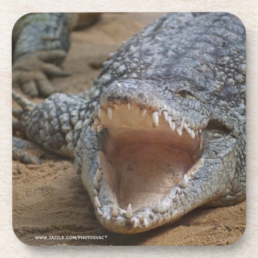 Dessous-de-verre Crocodile (Devant)