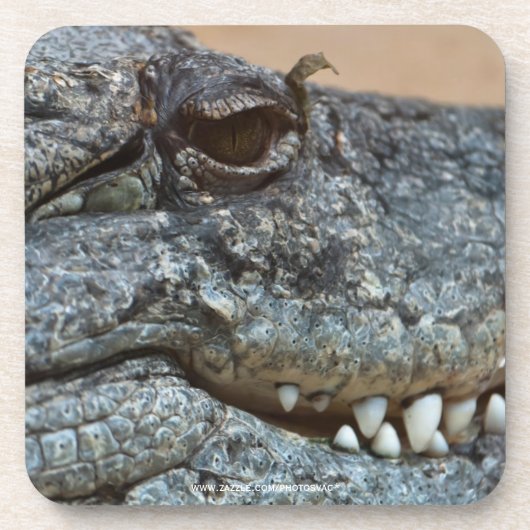 Dessous-de-verre Crocodile (Devant)