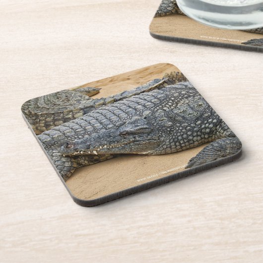 Dessous-de-verre Crocodiles (Côté gauche)