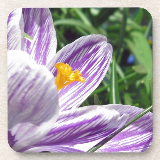 Dessous-de-verre Crocus de printemps violet (Devant)