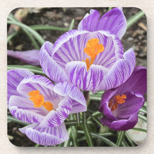 Dessous-de-verre Crocus De Printemps Violet. (Devant)