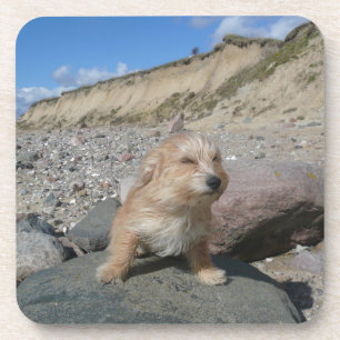 Dessous-de-verre Cute dog at the beach