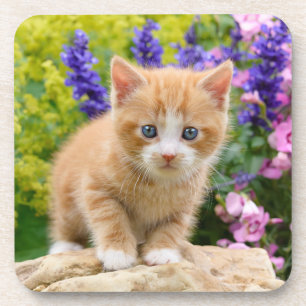 Dessous-de-verre Cute Ginger Chat Kitten dans un jardin fleuri Phot