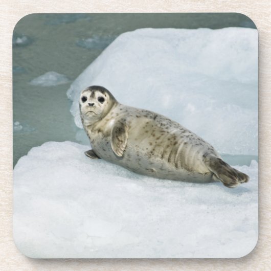 Dessous-de-verre Cute Harbor Seal on Snow (Devant)