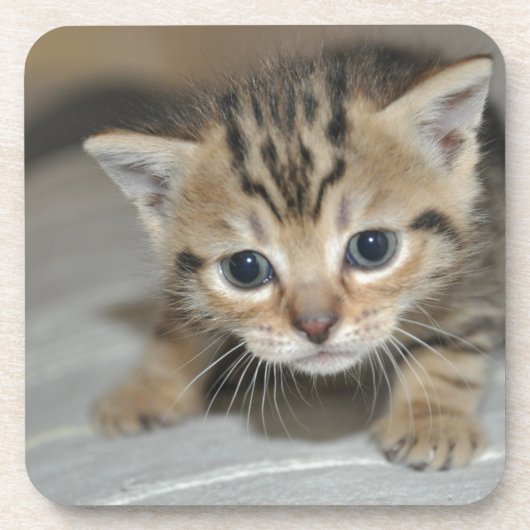 Dessous-de-verre Cute Young Kitten (Devant)