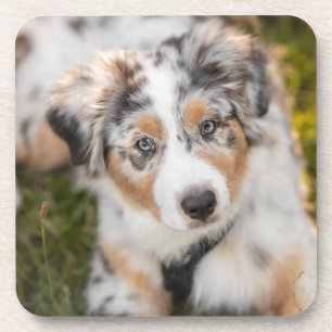 Dessous-de-verre Cutest Baby Animals   Australian Shepherd Puppy