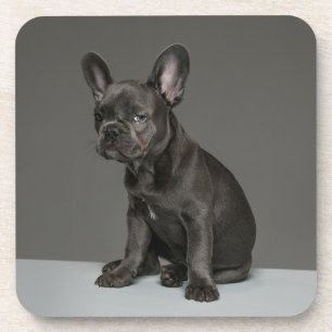 Dessous-de-verre Cutest Baby Animals   Blue French Bulldog Puppy