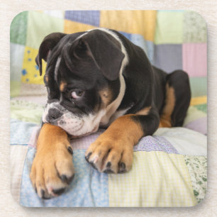 Dessous-de-verre Cutest Baby Animals Shy Old English Bulldog