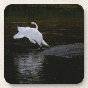 Dessous-de-verre Cygne trompette