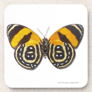 Dessous-de-verre Cynosura de Catagramma