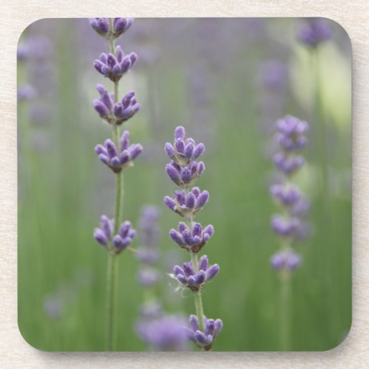Dessous-de-verre Dainty Lavender (Devant)