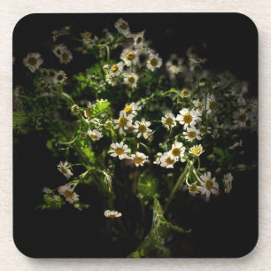 Dessous-de-verre Daisy, Fleur, Bellis perennis