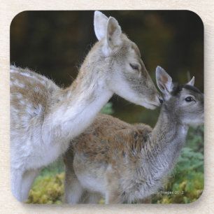 Dessous-de-verre Damwild, dama de Dama, cerf commun affriché,