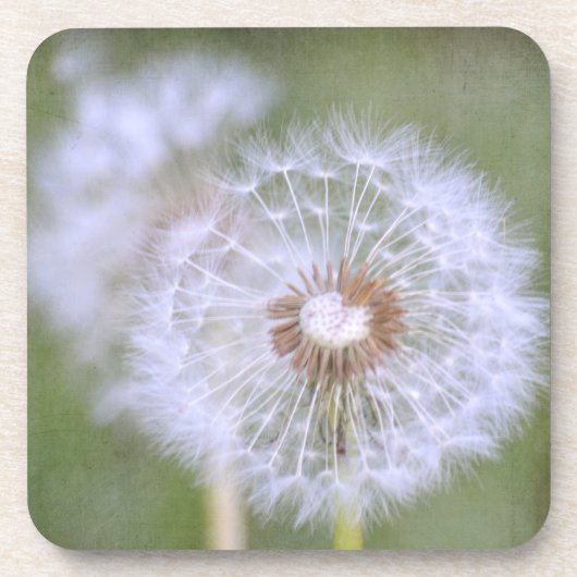 Dessous-de-verre Dandelion Flowers (Devant)