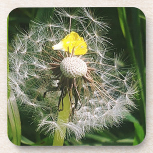 Dessous-de-verre Dandelion mignon