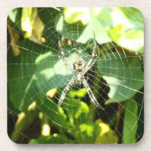 Dessous de verre d'araignée tropicale Hawaii