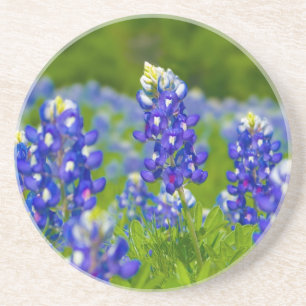 Dessous de verre de Bluebonnet de Texas