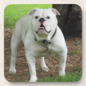 Dessous de verre de Bullodg (Devant)