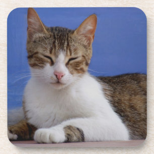 Dessous de verre de chat