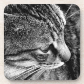 Dessous de verre de chat (Devant)