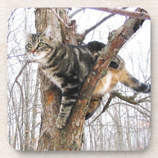 Dessous de verre de chat (Devant)