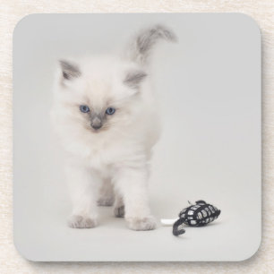 Dessous de verre de chaton de Ragdoll de Bluepoint