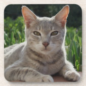 Dessous de verre de chats gris (Devant)