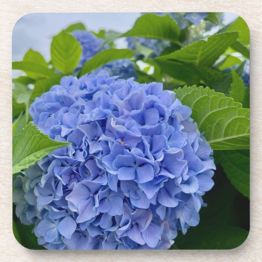 Dessous de verre de Deanna Day Hydrangea (Devant)