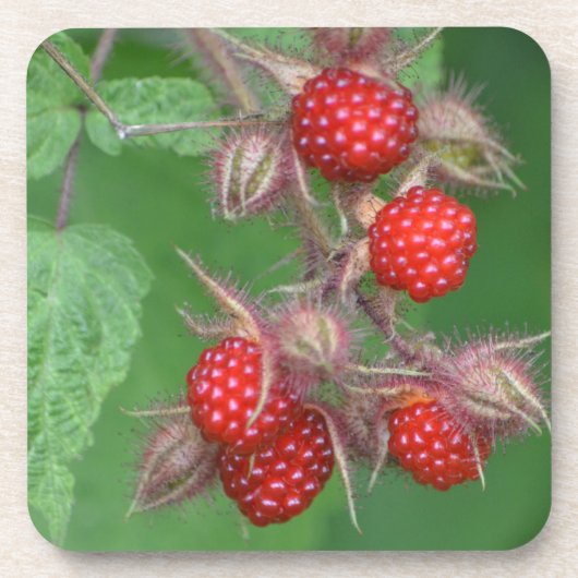 Dessous de verre de framboise sauvage (Devant)