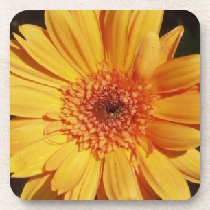 Dessous de verre de Gerbera orange