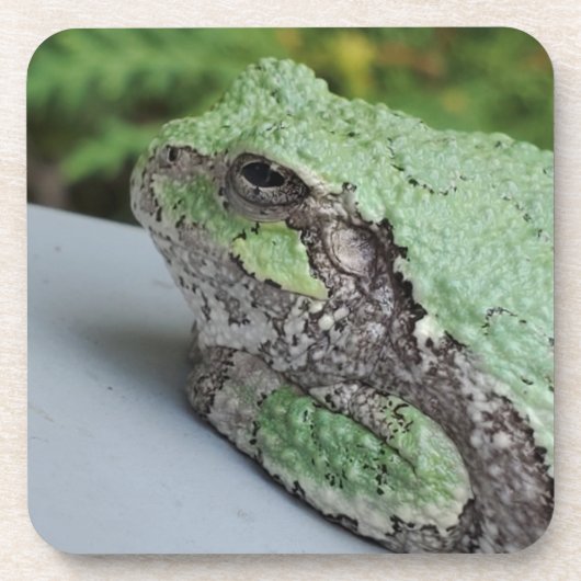 Dessous de verre de grenouille arborescente (Devant)