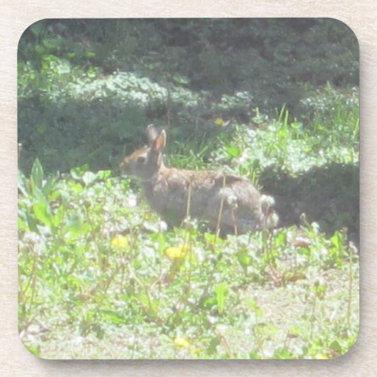 Dessous de verre de lapin sauvage - Ensemble de 6 (Devant)