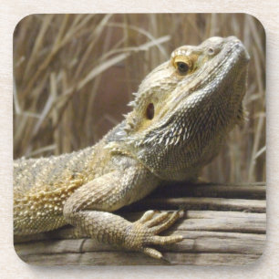 Dessous de verre de lézard